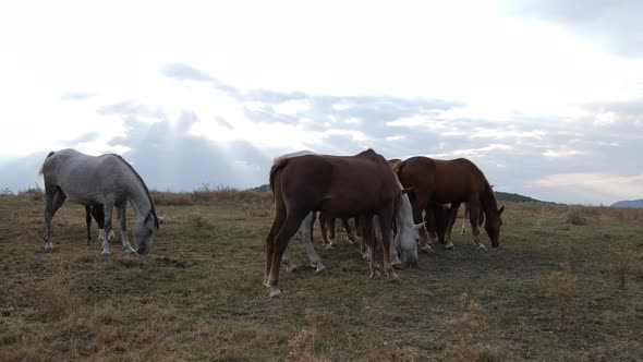 Herd Of Beautiful Wild Horses In Nature 2