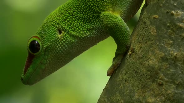 Lizard is upside down on a branch.