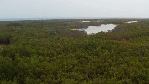 Forwards Flight Above Rain Forest