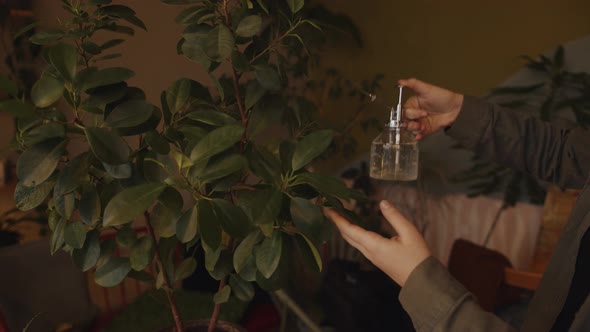 A Young Woman Splashes From a Glass Spray Bottle Onto a Leaf of a Tree in a Pot in Her Room