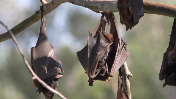 Several Fruit Bats Roosting at a Camp at Katherine Gorge