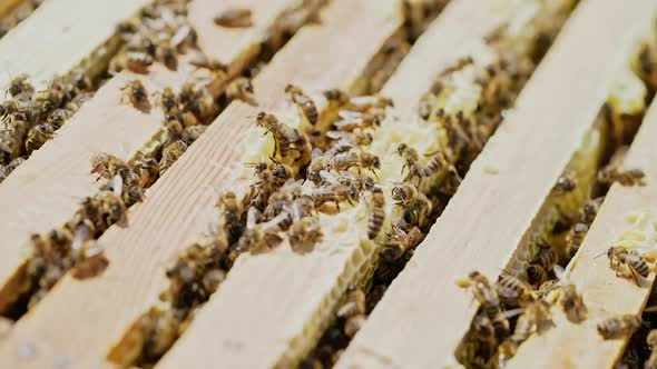 beekeeper works on an apiary, an open beehive. Frames with honey. An apiary in the summer.