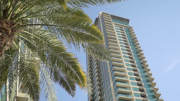 Palm Tree Against the Background of a High-rise Building