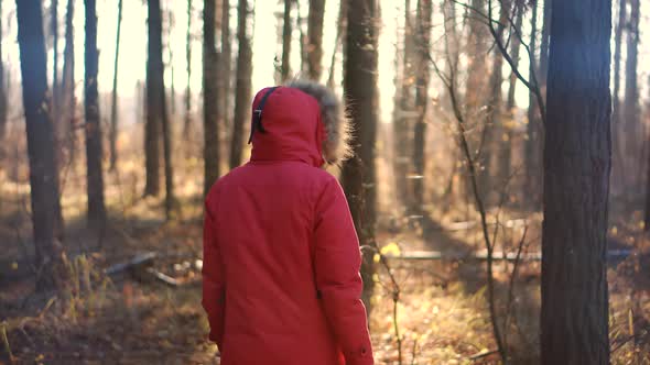 Carefree Female Exploring Wood Forest In Winter Sunny Time. Woman In Parka Walking In Pine Forest.