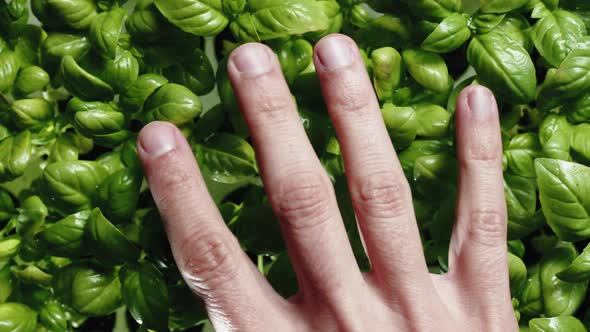 Hand Strokes Fresh Green Basil Seedlings Into a Lab