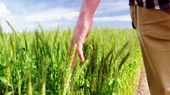 Close-up of man touching wheat crops in field