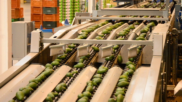 Linepack Industry Fruit Avocados