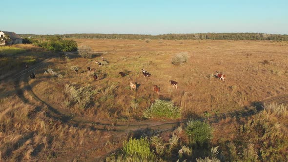 Aerial View of a Herd of Cows Grazing in the Ukrainian Village on Countryside