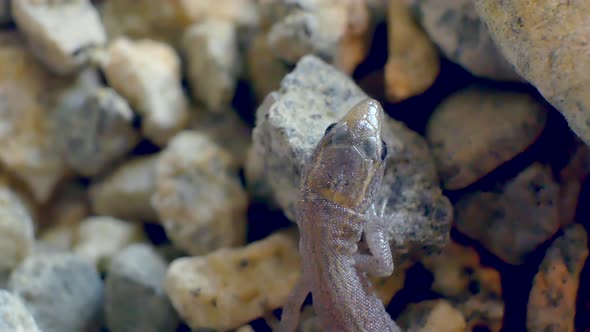 Macro shot of a tiny wild baby lizard looking anding around on small gravel rocks.