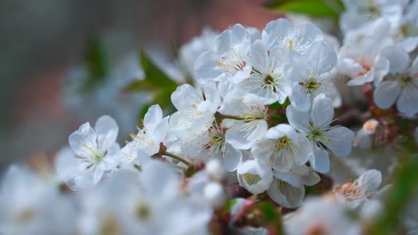  Spring flowering cherry tree.