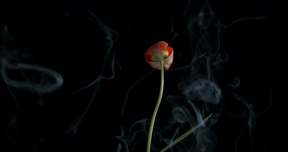 Nature in Fume in Black Room