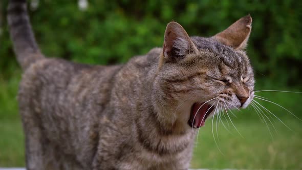 Domestic Cat Standing In The Lawn, Yawns And Meows At Daytime. close up, slow motion