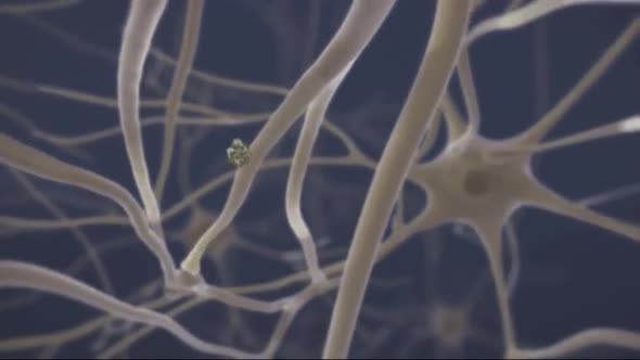 Loop Animaton Showing The Human Nervous System