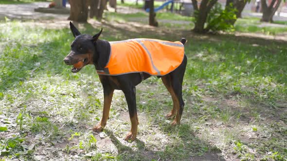 Doberman in LED Cape Plays with a Ball