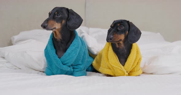 Dachshunds in Colorful Terry Bathrobes Sit on White Bedding