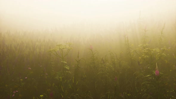 Wild Field Flowers in Deep Fog