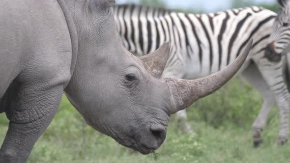 Close up from a rhino grazing while a herd of zebras