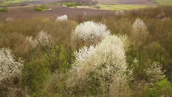 Aerial view of spring forest with blooming white trees in dense woods.