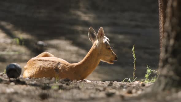 Young Deer Rests And Eats On A Nature