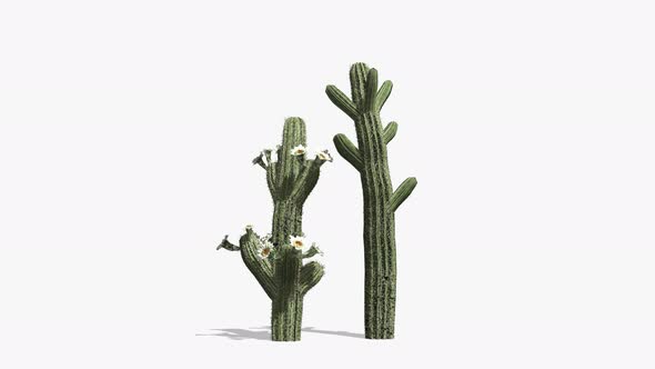 Growing Cactus