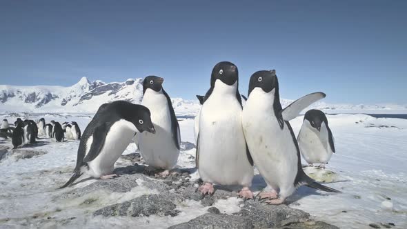 Antarctic Adelie Penguin Group Play Closeup