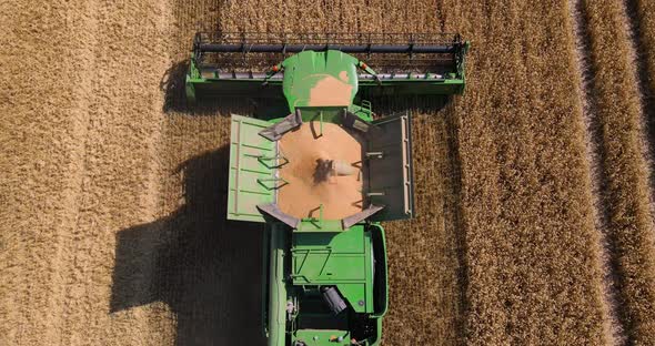 Combine Harvester Harvests Wheat In The Field