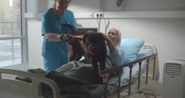 Nurse with Cute Dog Visiting Sick Aged Woman Lying in Hospital Bed