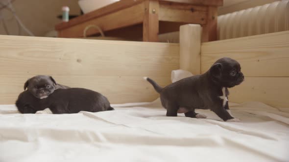 A 3 week old puppy learning to walk as its siblings sleep on each other