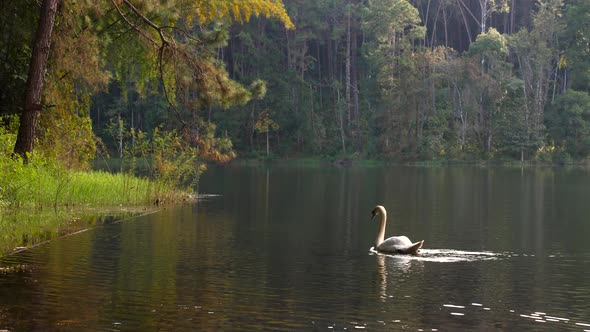 White Swan Cygnus Floating on Mountain Lake Among Green Pine Forest at Sunset