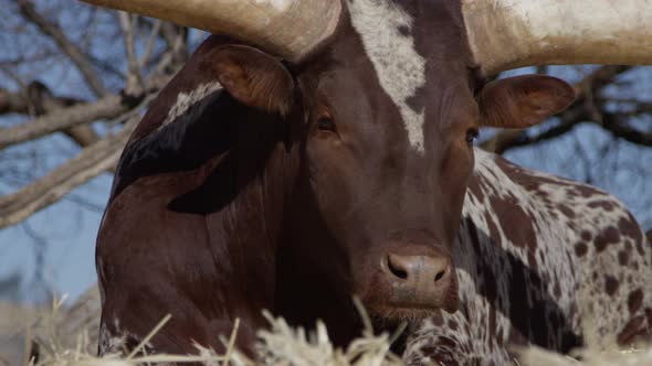 Watusi close up portrait of animal in front of blue sky slow motion