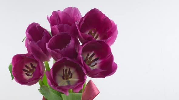 Opening of Beautiful Large Bouquet of Pink Tulips Flower on White Background