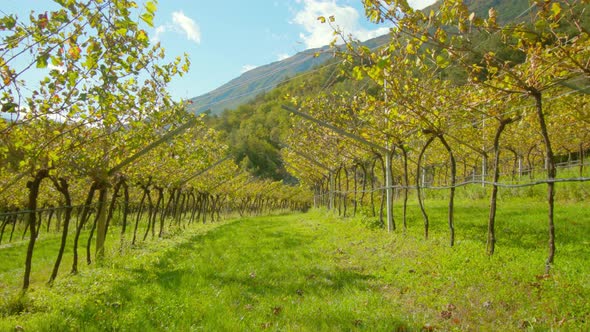 Wide Path Spreads Along Rows of Grape Vines on Vineyard