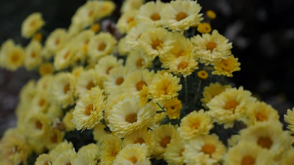 Yellow mum flowers