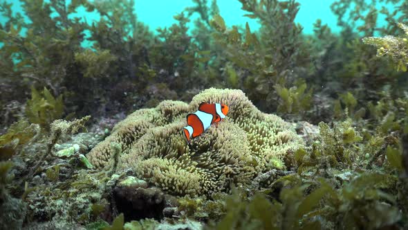 Clown fishes swimming in their anemone  surrounded by sea grass on tropical coral reef, wide angle s