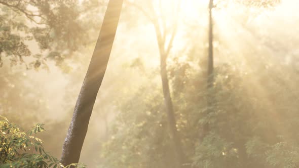 Foggy Forest in Early Morning