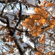 Winter Leaves - VideoHive Item for Sale
