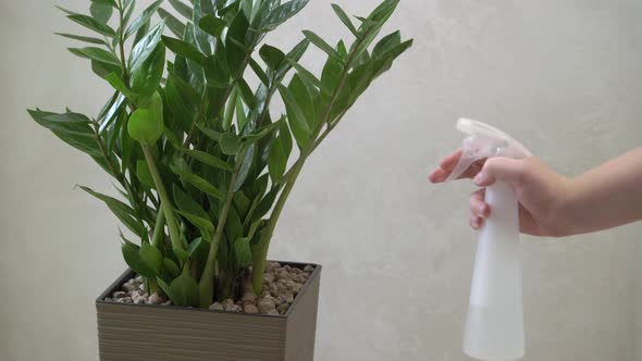 A man sprays a house plant in a pot close-up