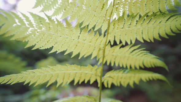 Fern Leaves In Ubud Forest