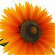 Sunflower - 3DOcean Item for Sale