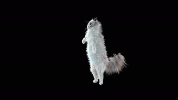 Cat Dancing 4K