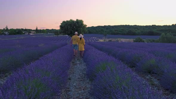 Provence Lavender Field at Sunset Valensole Plateau Provence France Blooming Lavender Fields