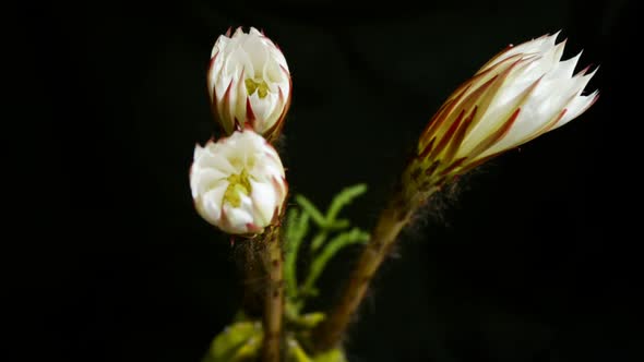 Blooming flower timelapse