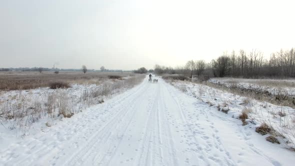 Training sled dogs on rural road in winter, aerial view