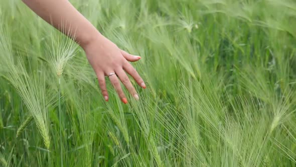Hand Through Wheat