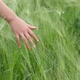 Hand Through Wheat - VideoHive Item for Sale