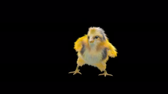 12 Baby Chicks Dancing 4K