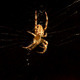 Spider On Web - VideoHive Item for Sale
