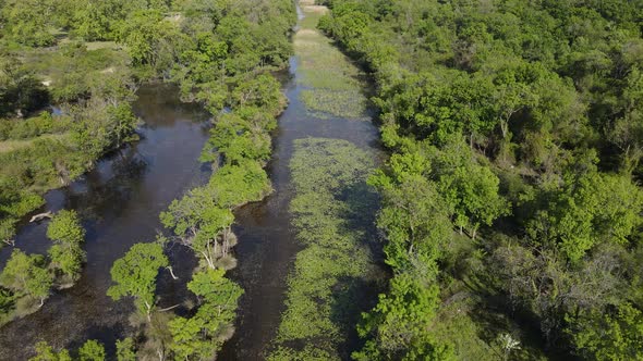 Floodplain Forest