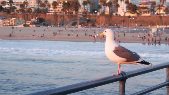 California Summertime Beach Aesthetic, Pink Sunset. Cute Funny Sea Gull on Pier Railing. Ocean Waves