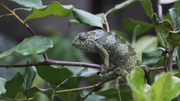 Chameleon Sitting on a Branch in a Green Forest Zanzibar